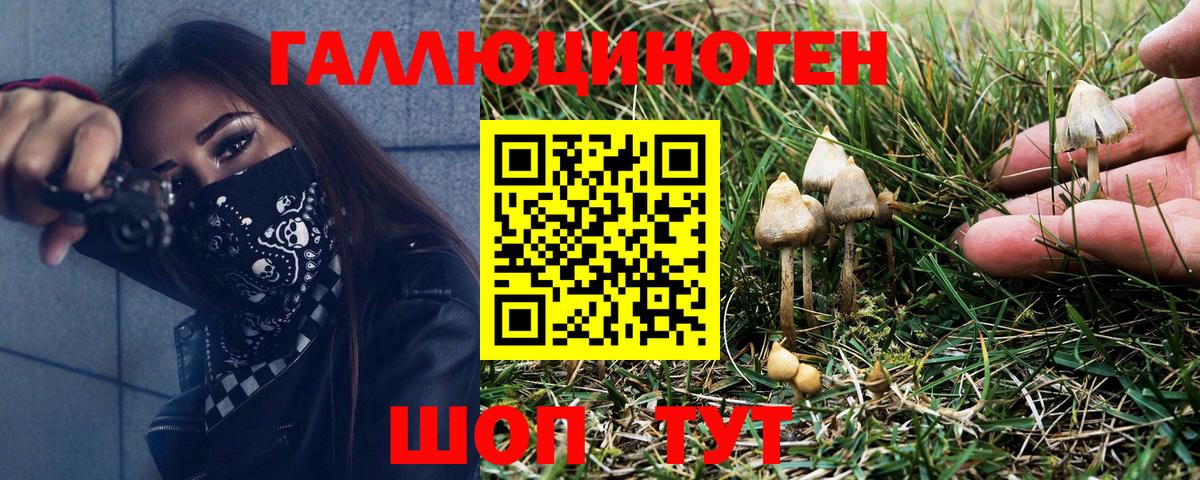 Псилоцибиновые грибы Psilocybine cubensis Саранск